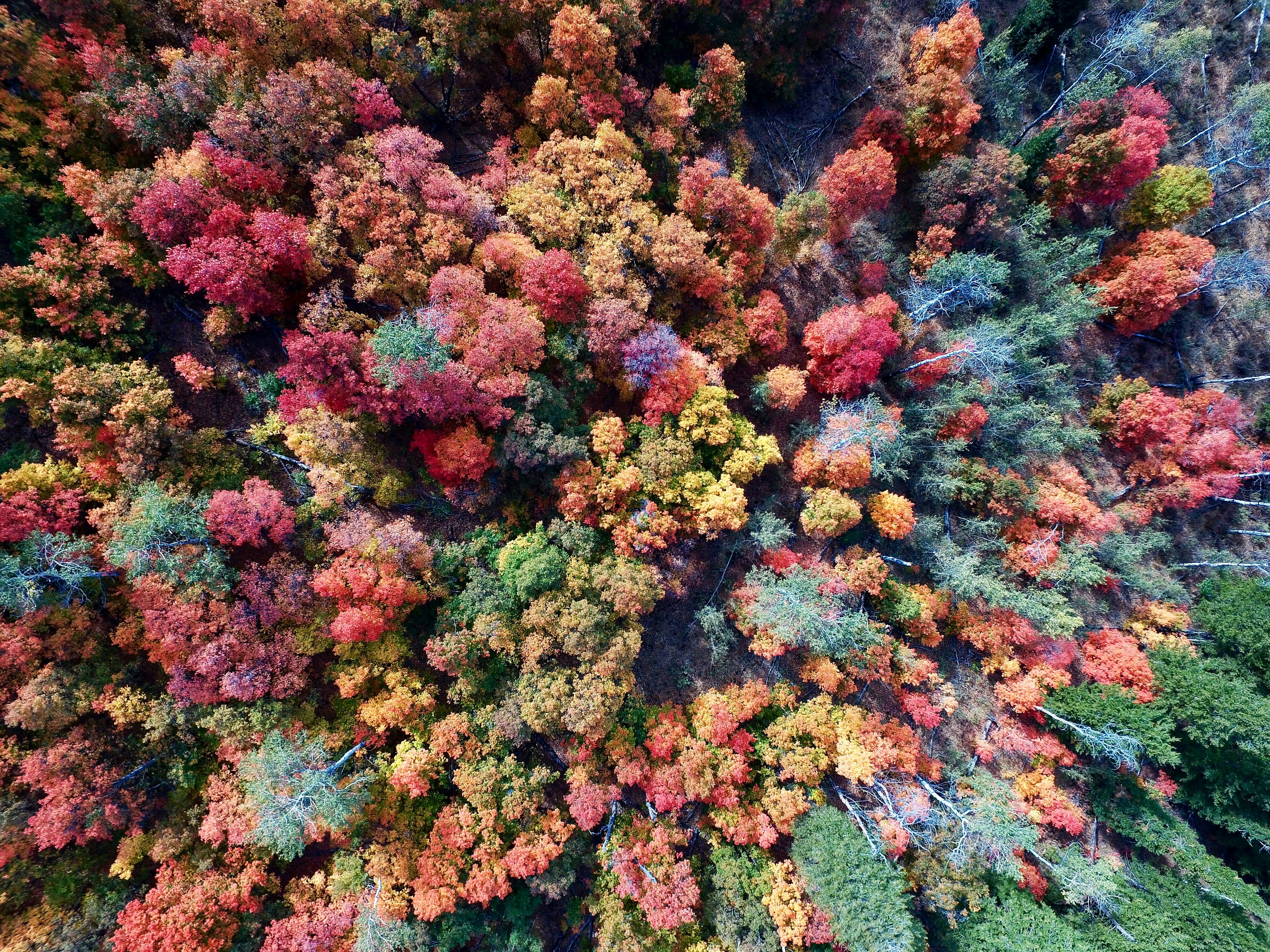 aerial photography of nature trees